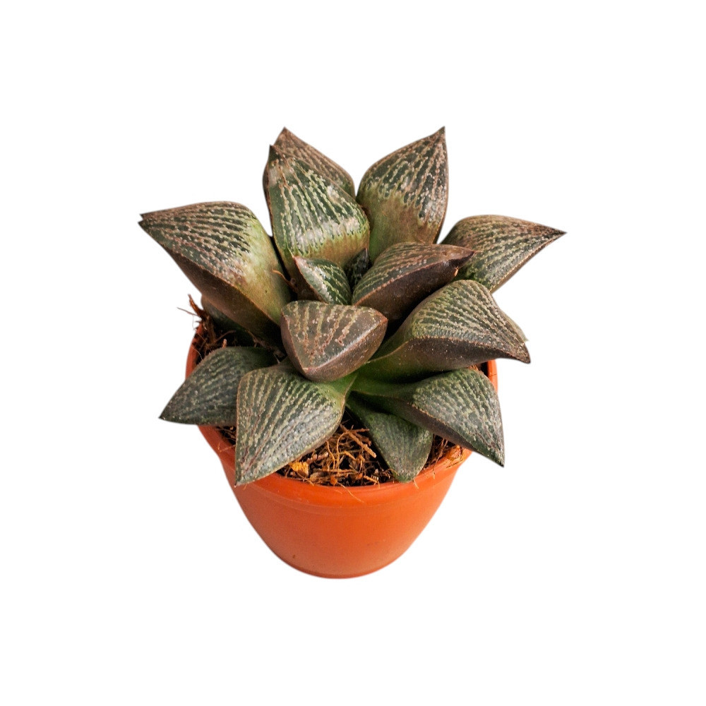 Haworthia hybrida ‘S4’ - Nook & Nature