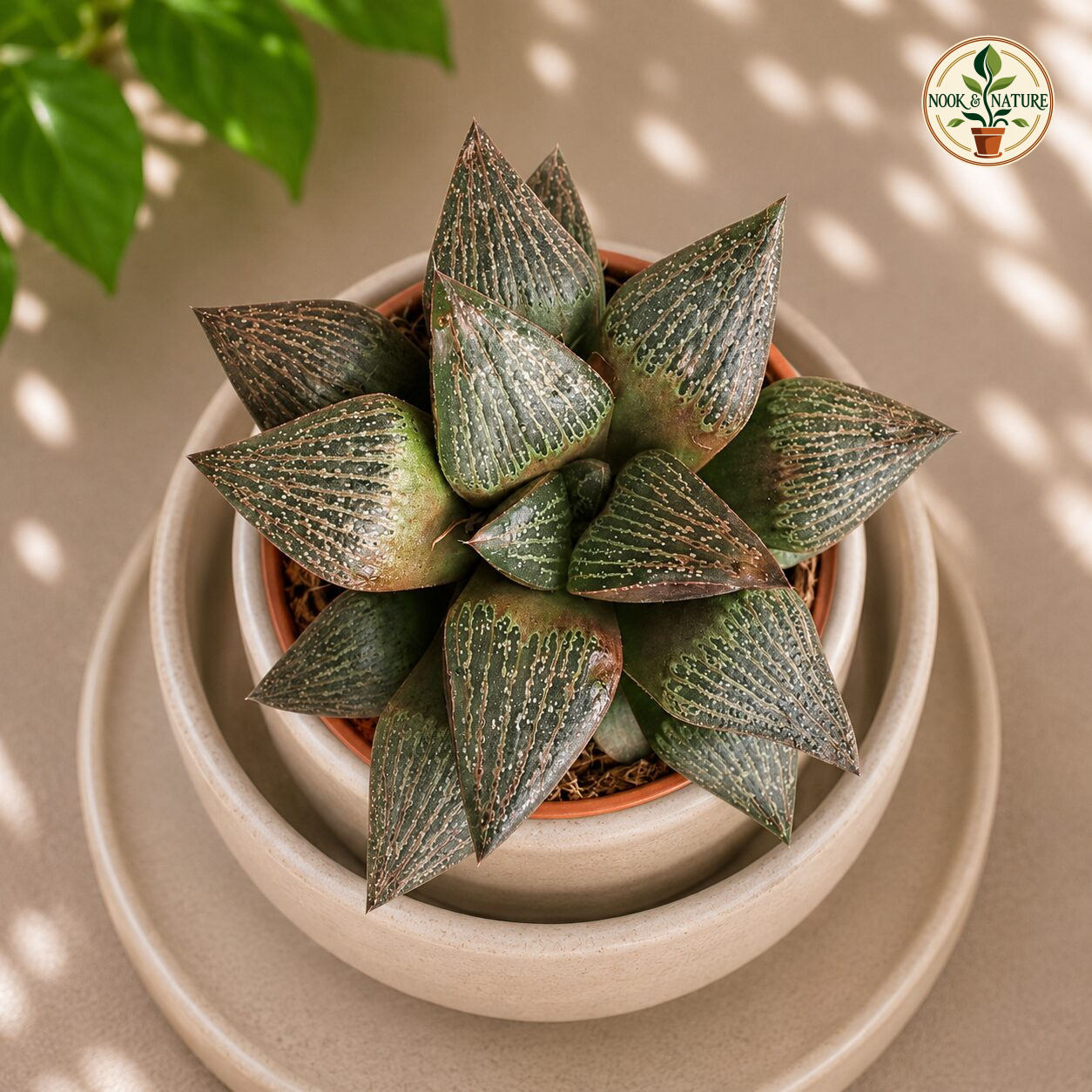 Haworthia Hybrida S4 H2 - Nook & Nature