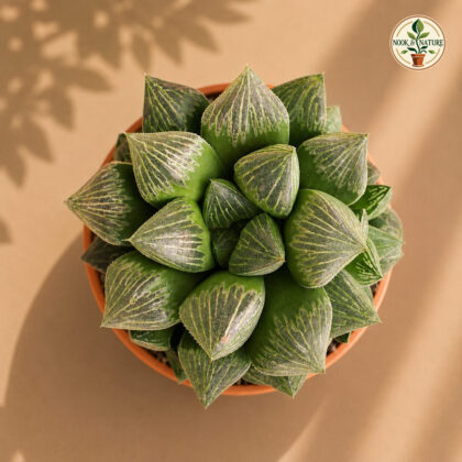 Haworthia Hybrida S5 H2 - Nook & Nature