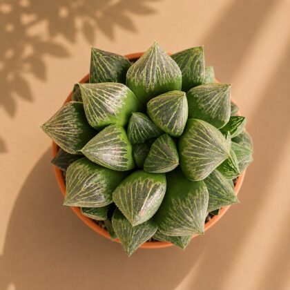 Haworthia Hybrida S5 H2 - Nook & Nature