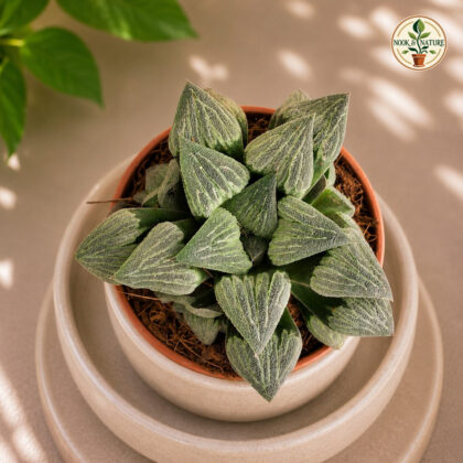 Haworthia Hybrida S6 H2 - Nook & Nature