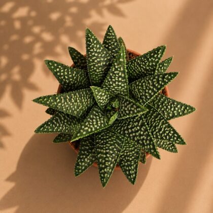 Haworthia Hybrida S7 H2 - Nook & Nature