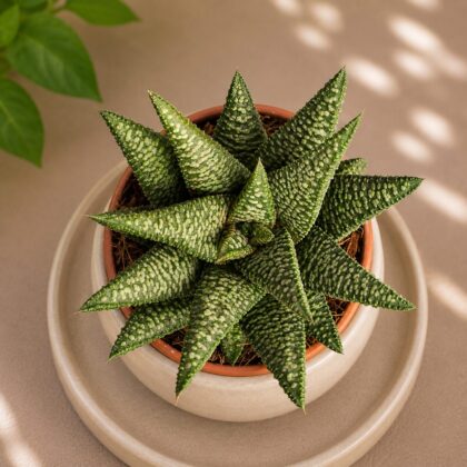 Haworthia Hybrida S8 H2 - Nook & Nature