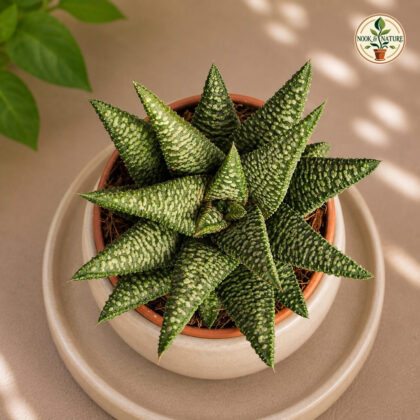 Haworthia Hybrida S8 H2 - Nook & Nature