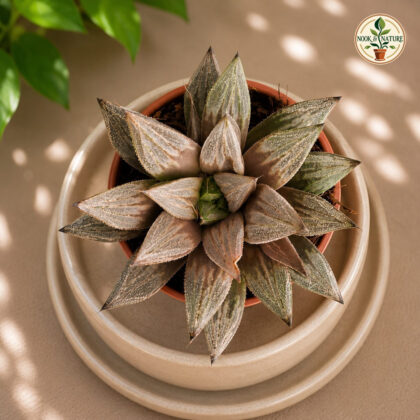 Haworthia Hybrida S9 H2 - Nook & Nature