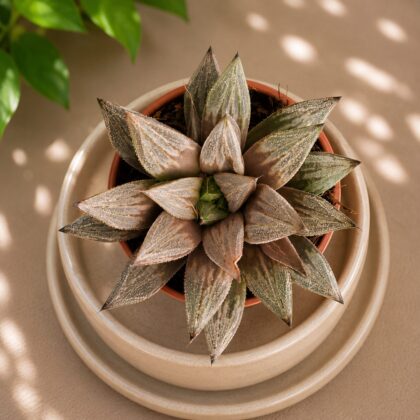 Haworthia Hybrida S9 H2 - Nook & Nature