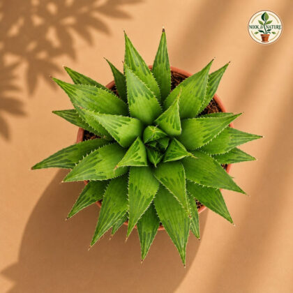 Haworthia Hybrida Shooting Star H2 - Nook & Nature