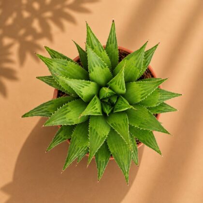 Haworthia Hybrida Shooting Star H2 - Nook & Nature