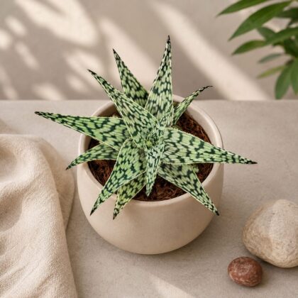 Haworthia Hybrida Snowstorm H2 - Nook & Nature