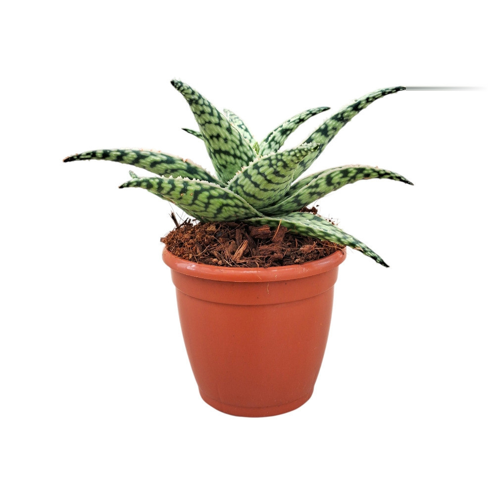 Haworthia hybrida ‘Snowstorm’ - Nook & Nature