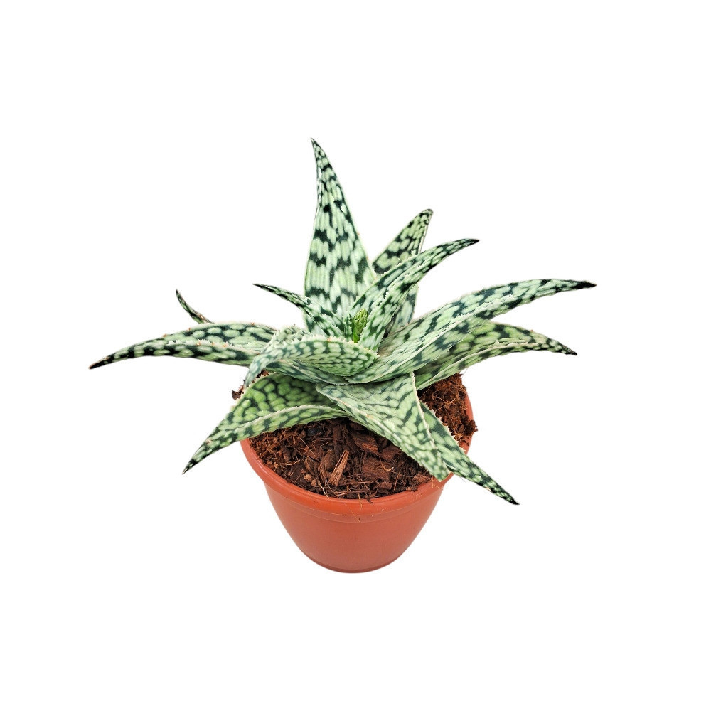Haworthia hybrida ‘Snowstorm’ - Nook & Nature