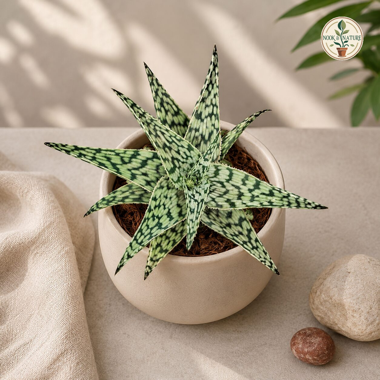Haworthia Hybrida Snowstorm H2 - Nook & Nature