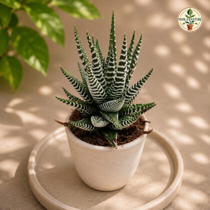 Haworthia hybrids coarctata ‘BKK’ - Nook & Nature