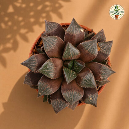 Haworthia Keganii Choco Red H2 - Nook & Nature