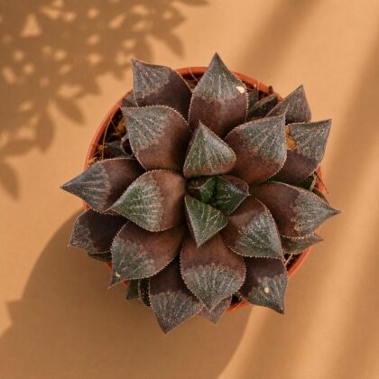 Haworthia Keganii Choco Red H2 - Nook & Nature