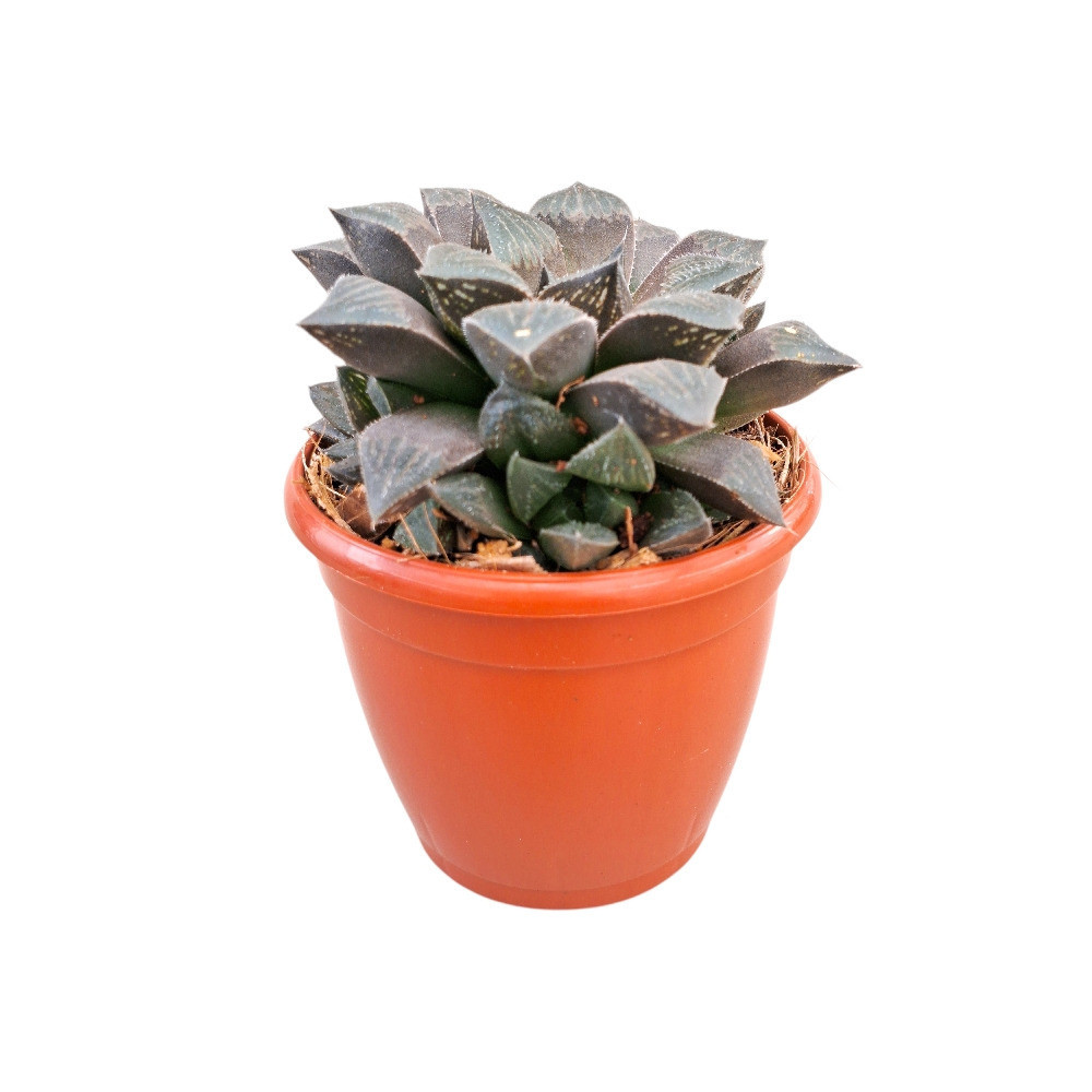 Haworthia keganii ‘Choco Red’ - Nook & Nature