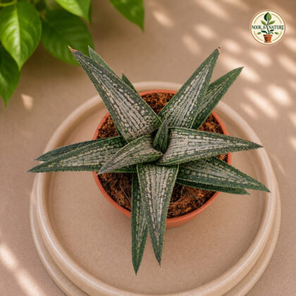 Haworthia Koelmaniorum Kintoku H2 - Nook & Nature