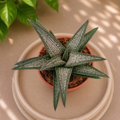 Haworthia Koelmaniorum Kintoku H2 - Nook & Nature