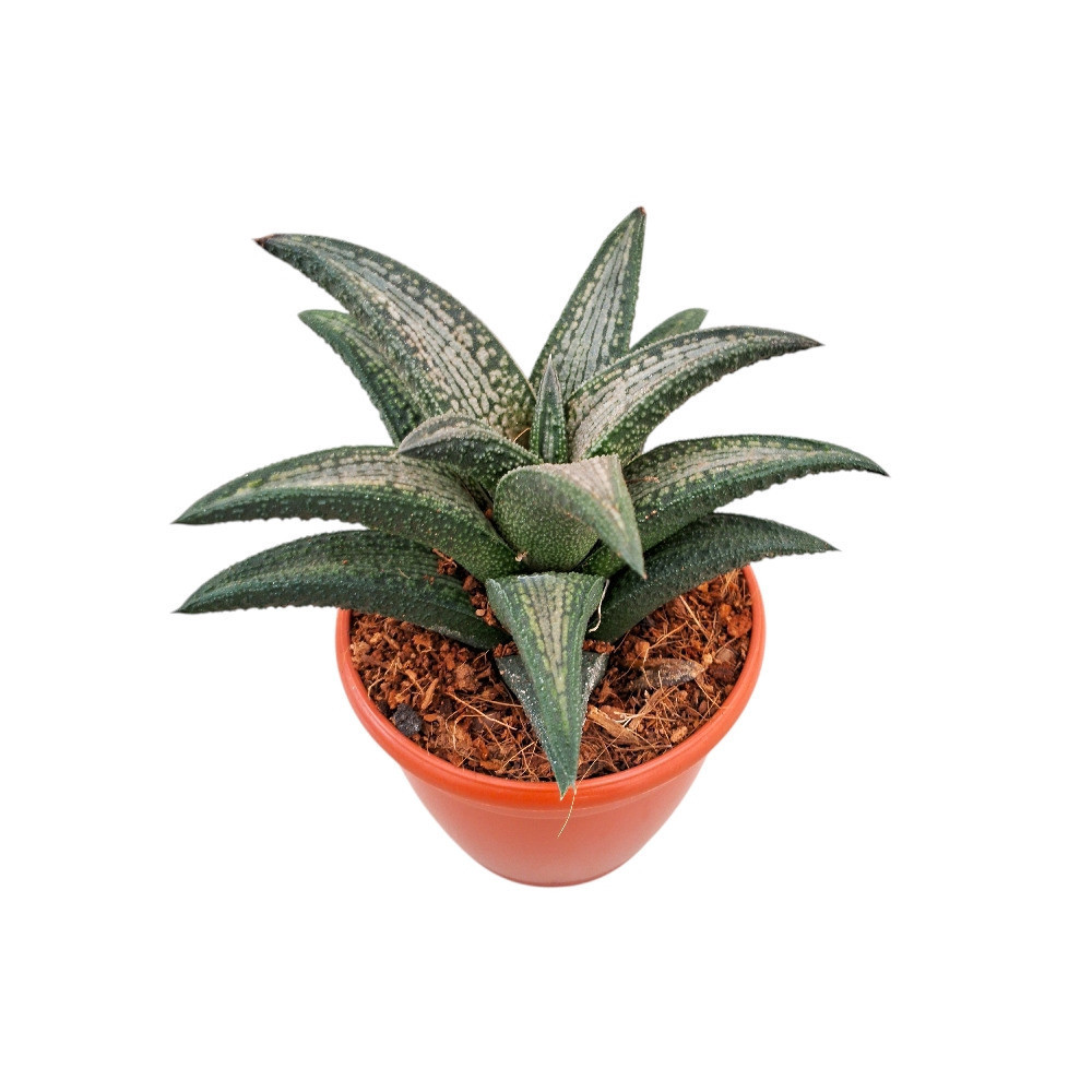 Haworthia koelmaniorum ‘Kintoku’ - Nook & Nature