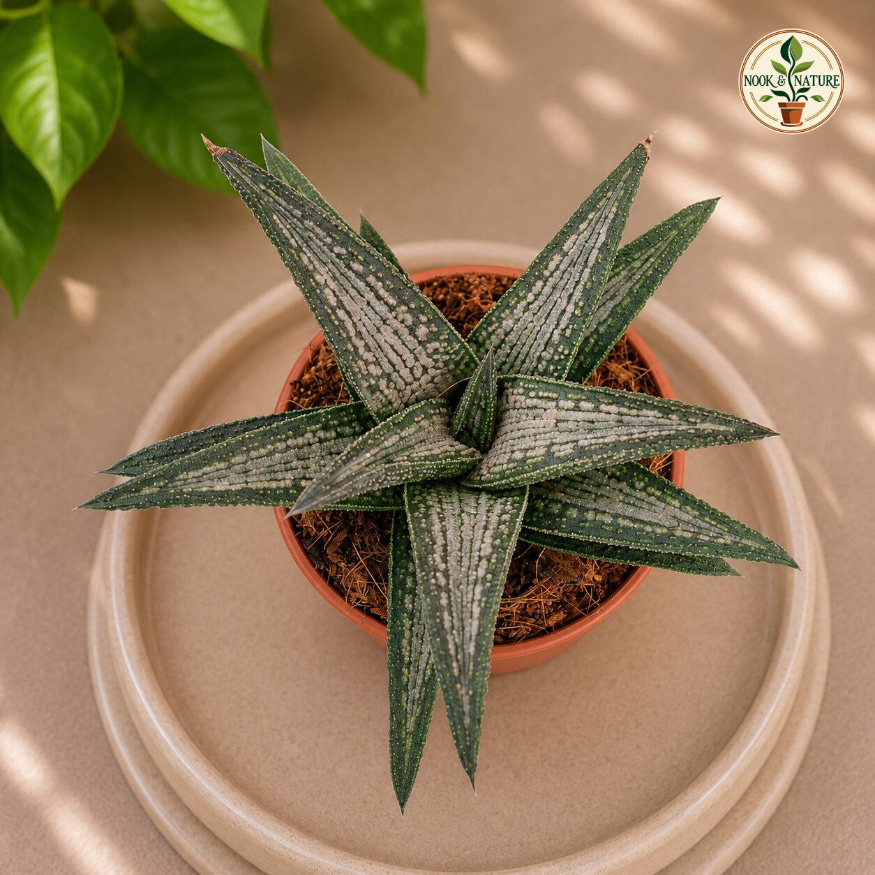 Haworthia Koelmaniorum Kintoku H2 - Nook & Nature