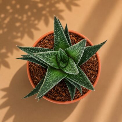 Haworthia Limifolia B H2 - Nook & Nature