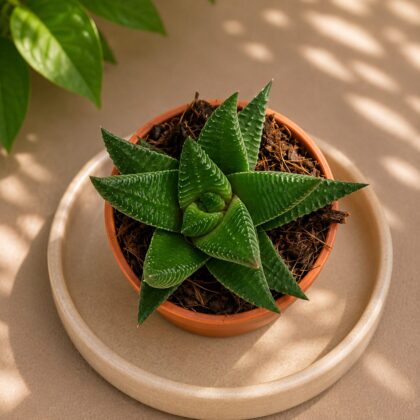 Haworthia Limifolia Green Glass H2 - Nook & Nature