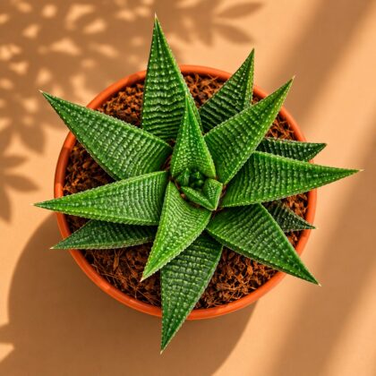 Haworthia Limifolia Jewel H2 - Nook & Nature