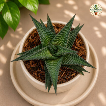Haworthia Limifolia Nigra H2 - Nook & Nature