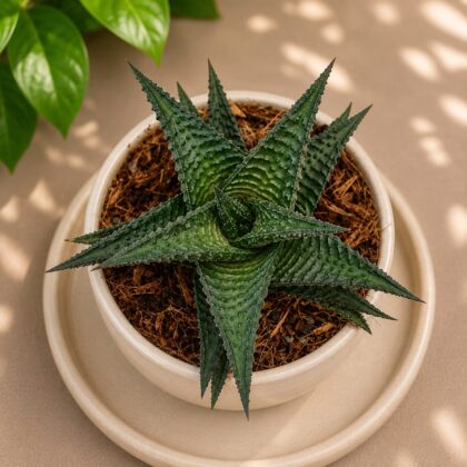 Haworthia Limifolia Nigra H2 - Nook & Nature
