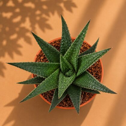 Haworthia Limifolia Shine H2 - Nook & Nature