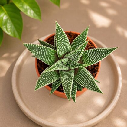 Haworthia Limifolia Spider White H2 - Nook & Nature