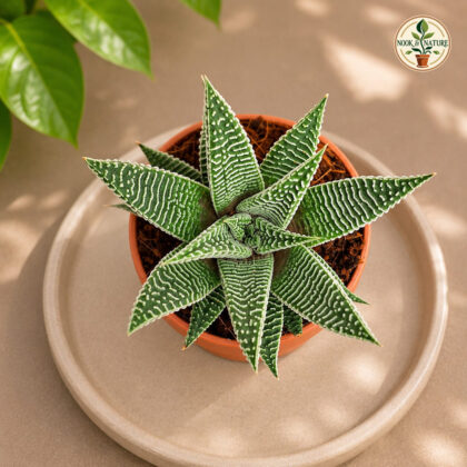 Haworthia Limifolia Spider White H2 - Nook & Nature