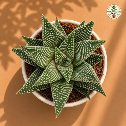 Haworthia limifolia ‘Striata’ - Nook & Nature