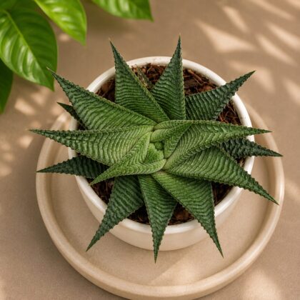 Haworthia Limifolia Twist C H2 - Nook & Nature