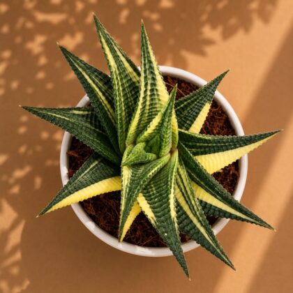 Haworthia Limifolia Variegated H2 - Nook & Nature