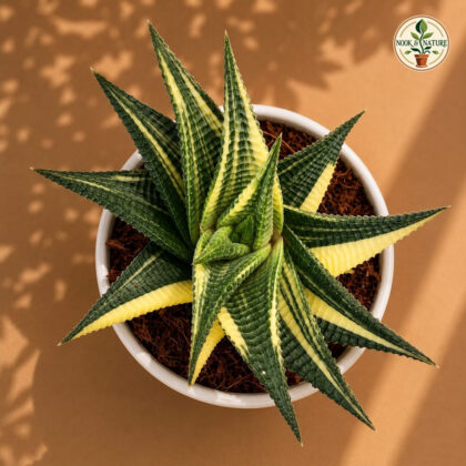 Haworthia Limifolia Variegated H2 - Nook & Nature