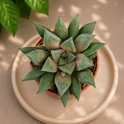 Haworthia Maculata H2 - Nook & Nature