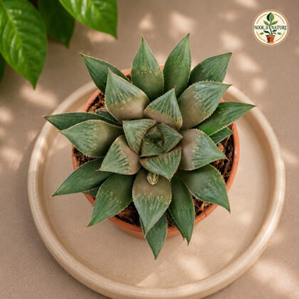 Haworthia Maculata H2 - Nook & Nature