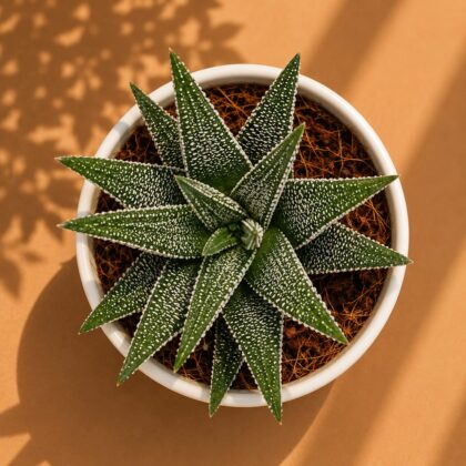 Haworthia margaritifera ‘Pearl Plant’ – Rare Textured Succulent - Nook & Nature