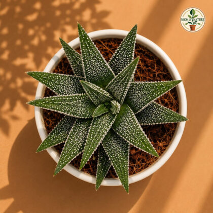 Haworthia Margaritifera Pearl Plant Rare Textured Succulent H2 - Nook & Nature