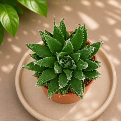 Haworthia Mucronata Crystal Window Succulent H2 - Nook & Nature