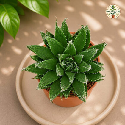 Haworthia Mucronata Crystal Window Succulent H2 - Nook & Nature