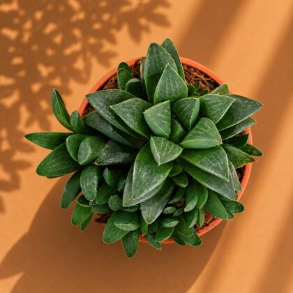 Haworthia Mutica Crystal Window Succulent H2 - Nook & Nature