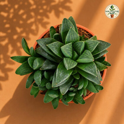 Haworthia Mutica Crystal Window Succulent H2 - Nook & Nature
