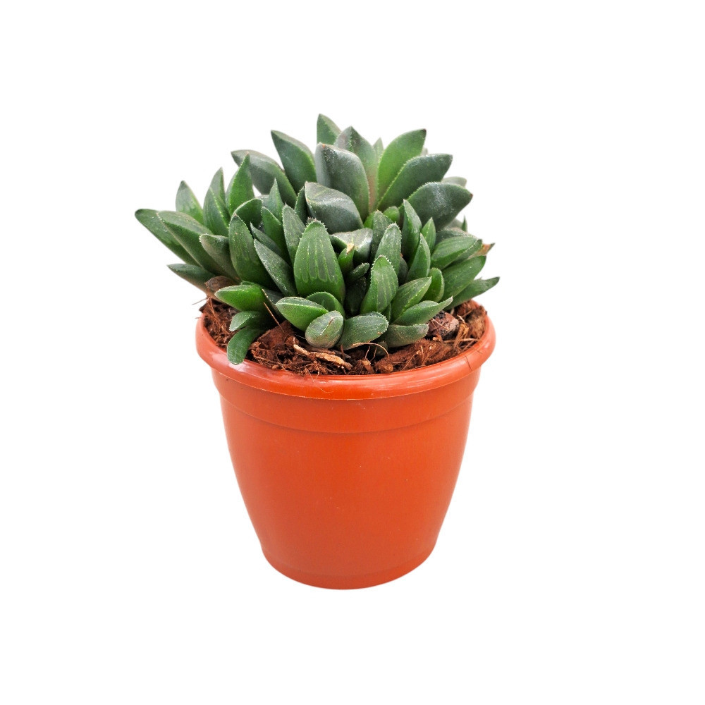 Haworthia mutica – Crystal Window Succulent - Nook & Nature
