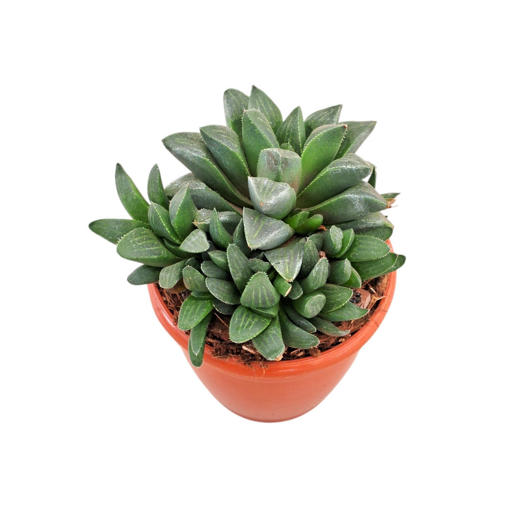 Haworthia mutica – Crystal Window Succulent - Nook & Nature