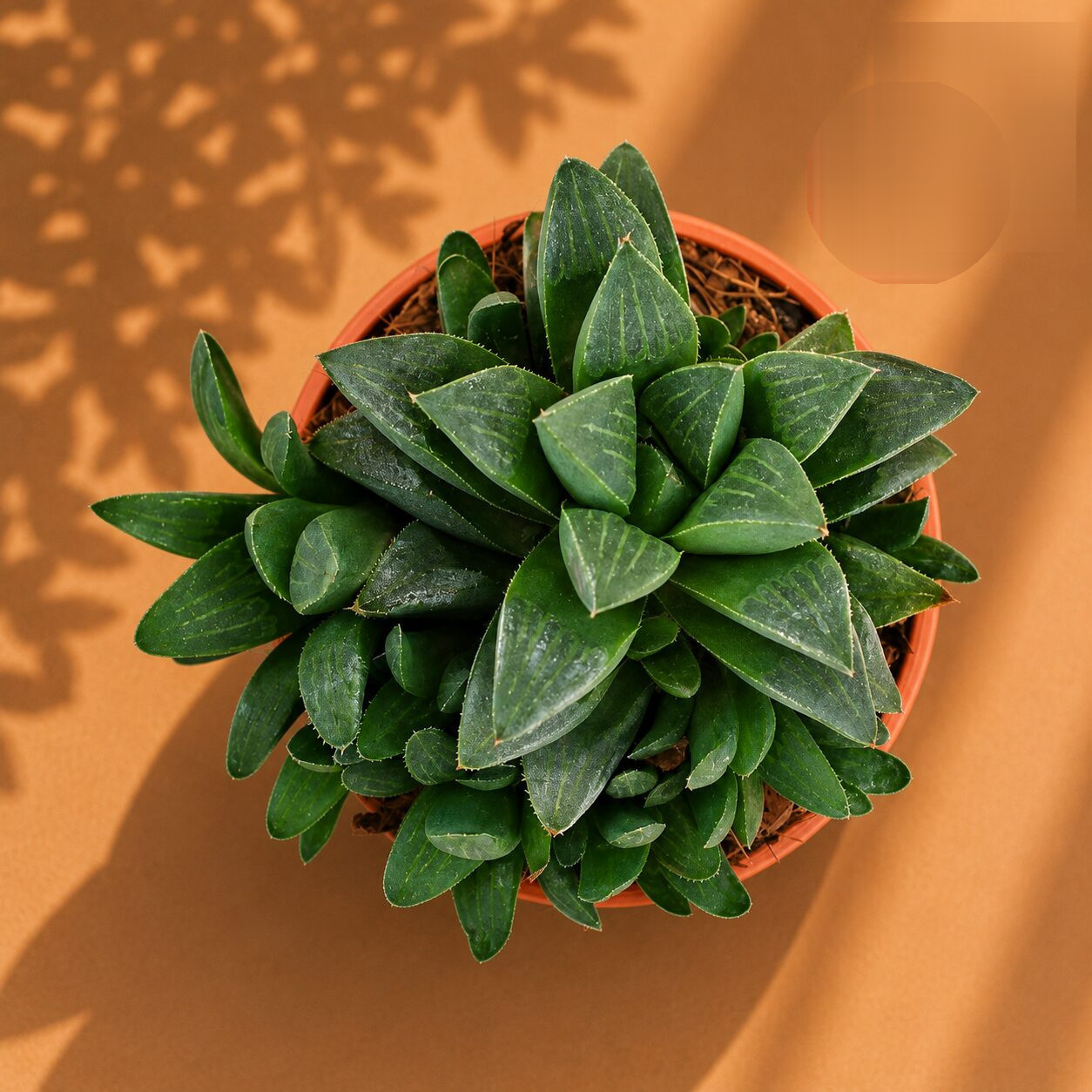 Haworthia Mutica Crystal Window Succulent H2 - Nook & Nature