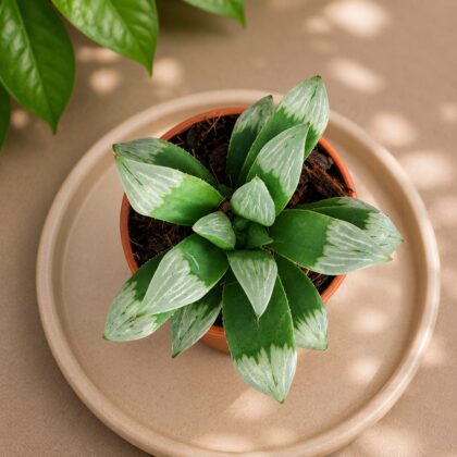 Haworthia mutica ‘Midnight Sun’ – Rare Dark Window Succulent - Nook & Nature