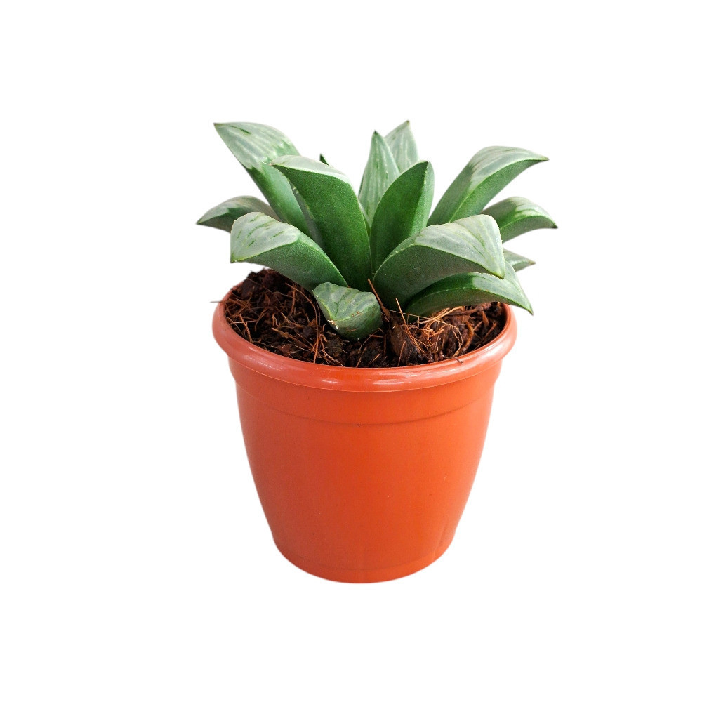 Haworthia mutica ‘Midnight Sun’ – Rare Dark Window Succulent - Nook & Nature