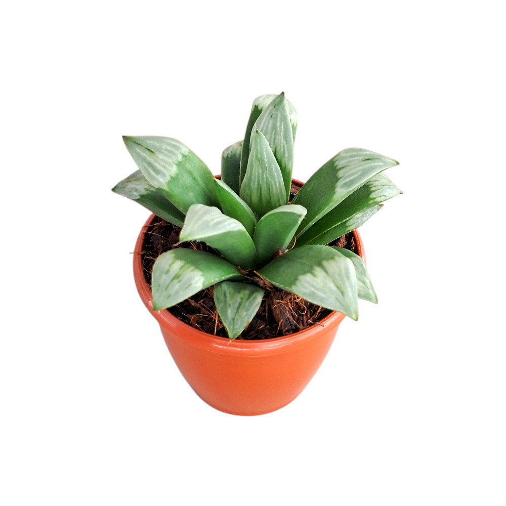 Haworthia mutica ‘Midnight Sun’ – Rare Dark Window Succulent - Nook & Nature